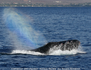 Rainbow Whale Blow