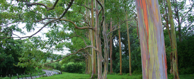 rainbow eucalyptus