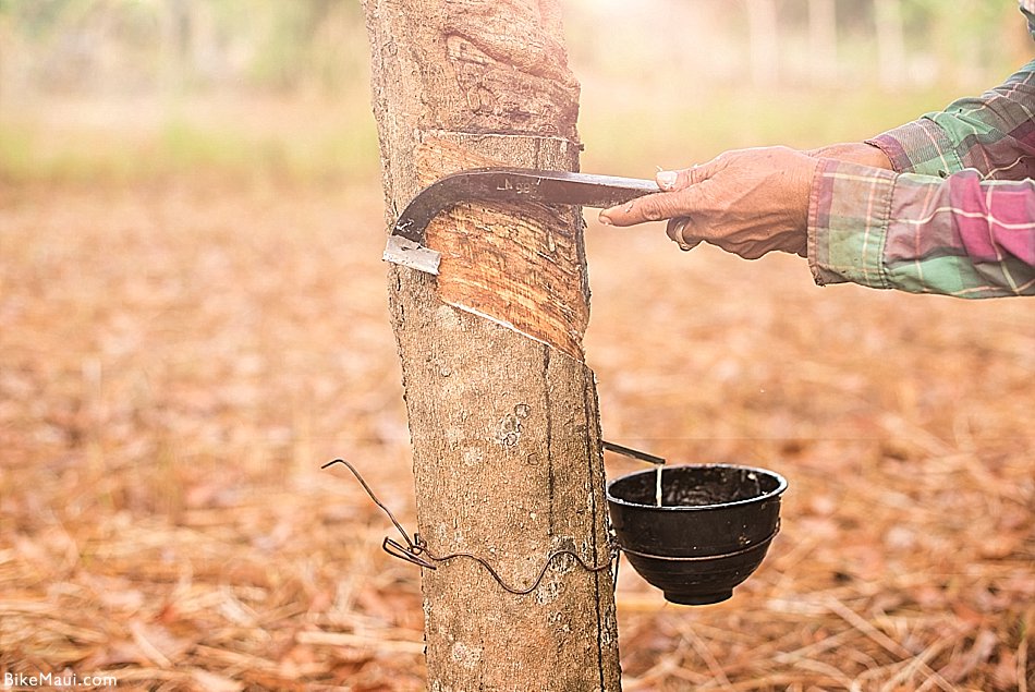 rubber extraction