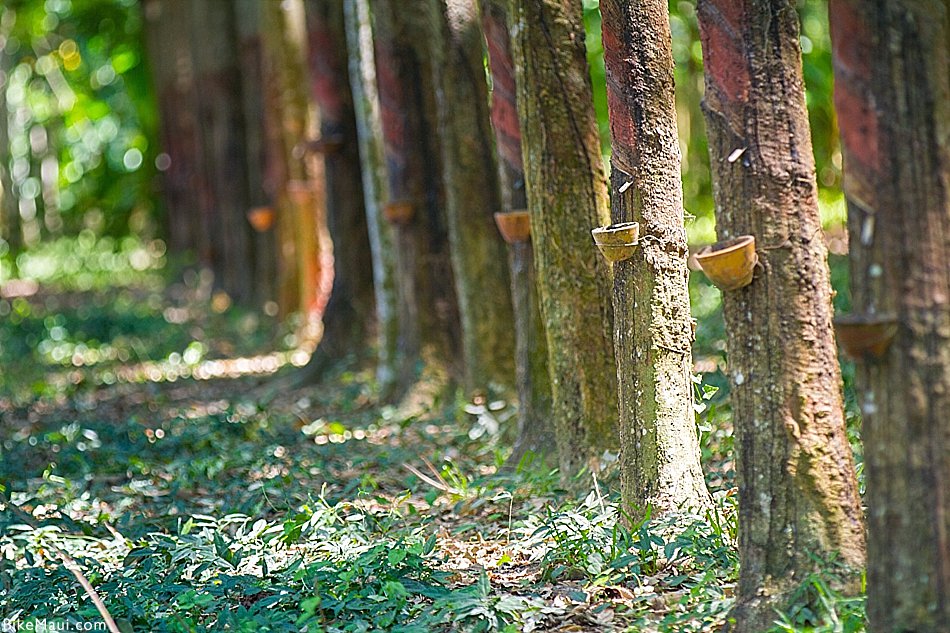 rubber tapping