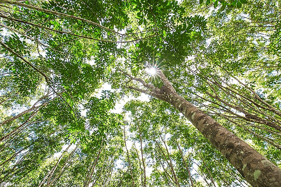 rubber tree canopy