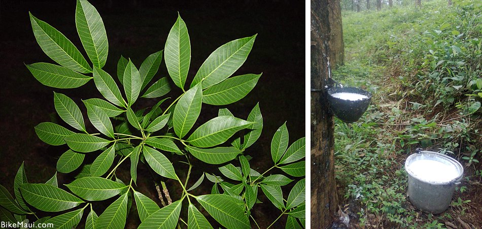 rubber tree tapping