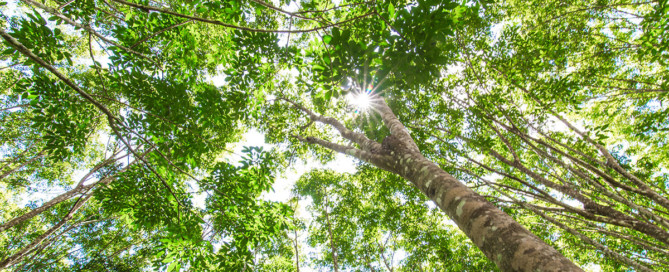 rubber trees Maui