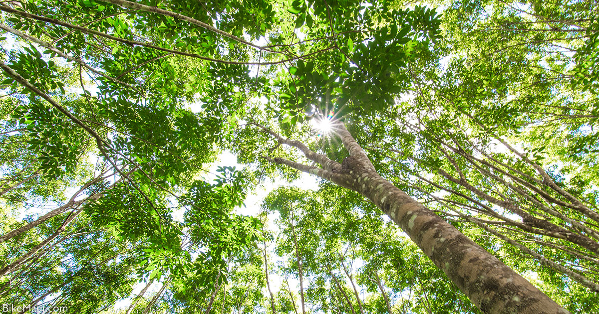 rubber trees Maui
