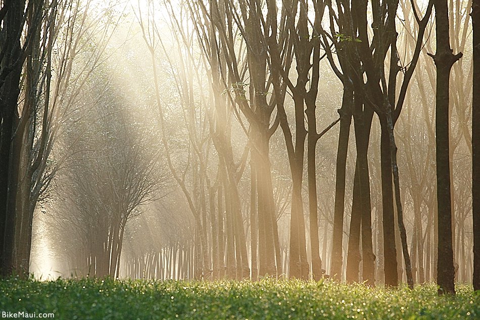 rubber trees