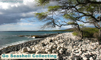 Go Seashell Collecting
