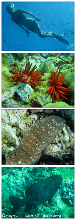 snorkeling in Maui Hawaii