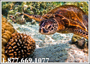 snorkeling with turtle