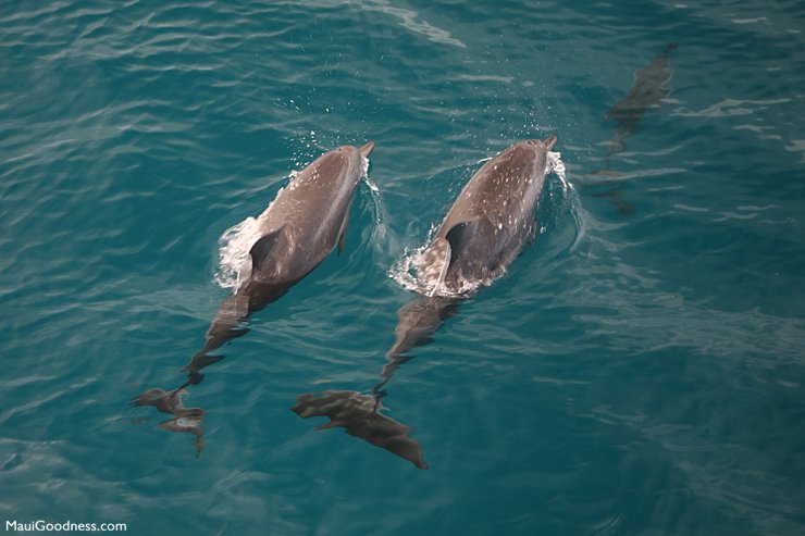 spinner dolphins