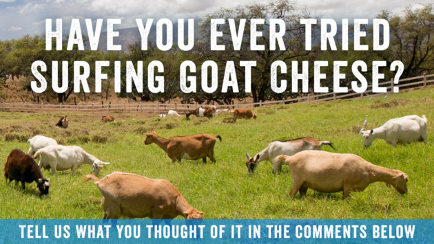 Surfing Goat Dairy - Our Farm Experience