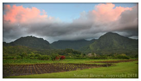 Hawaiian taro crops