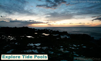Explore Tide Pools