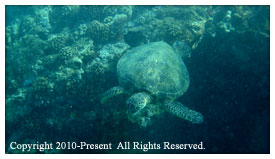 snorkeling with turtles