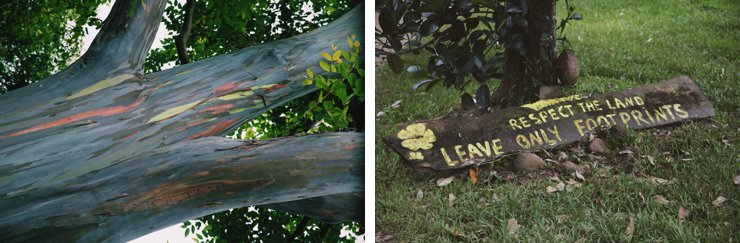 rainbow eucalyptus trees and signs