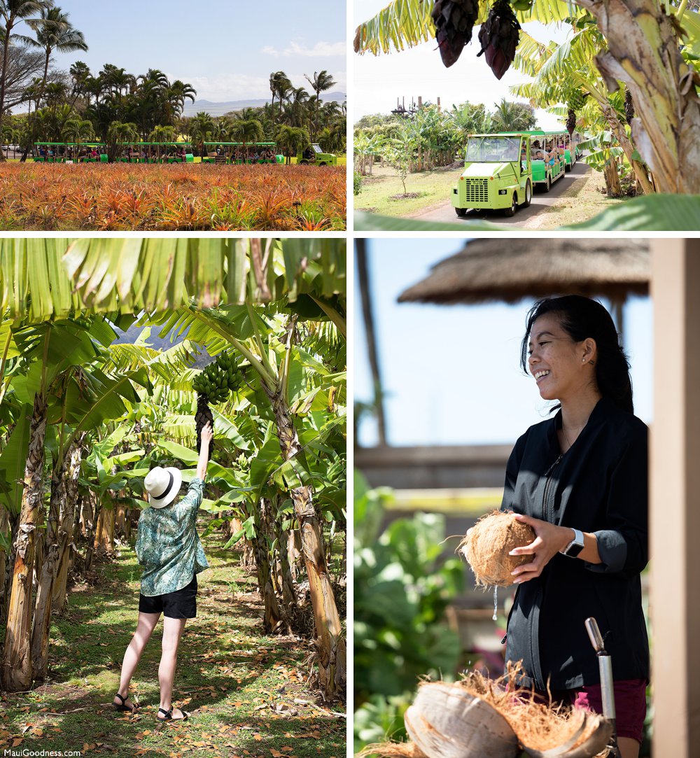 Maui Tropical Plantation  Tour, shop, explore and dine!