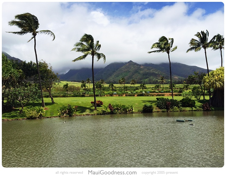 maui tropical plantation