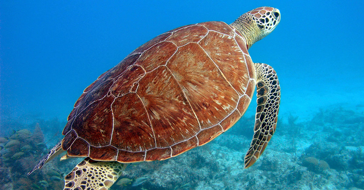 turtle maui