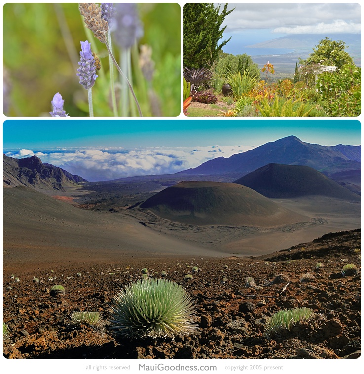 kula lavender farm combo tours