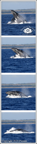 Maui whale sequence