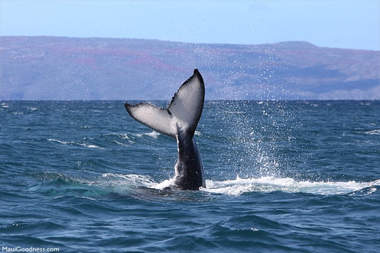 whale tail