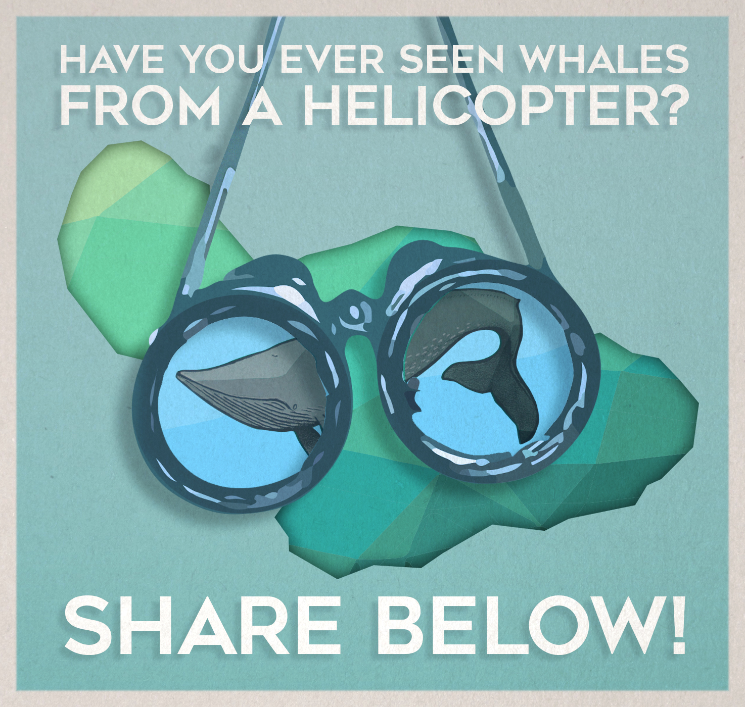 have you ever seen a whale from a helicopter? share below!