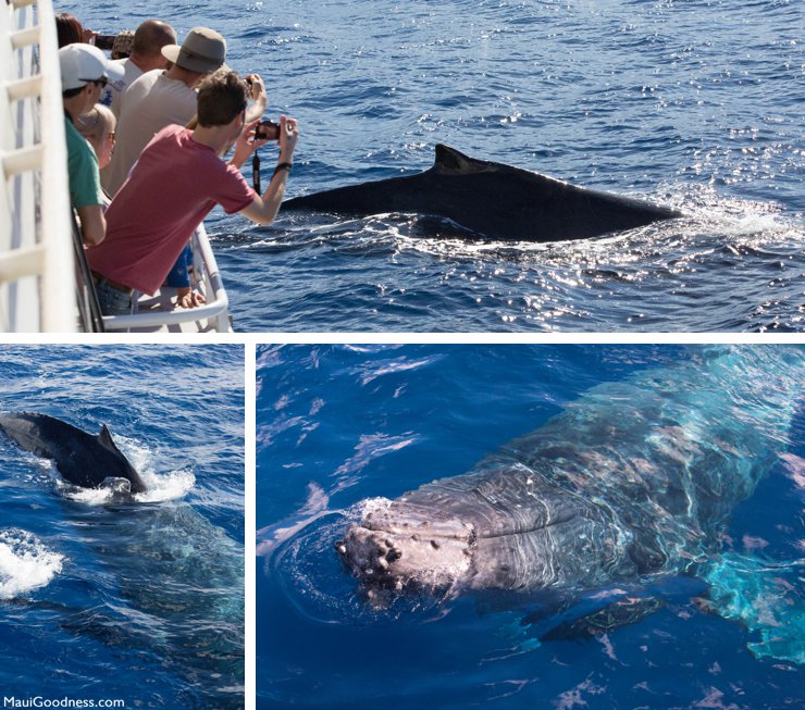 whale watching in Maui