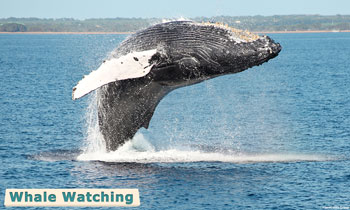 whale watching Maui