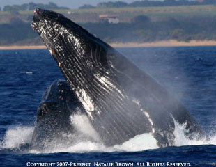 Whales Maui