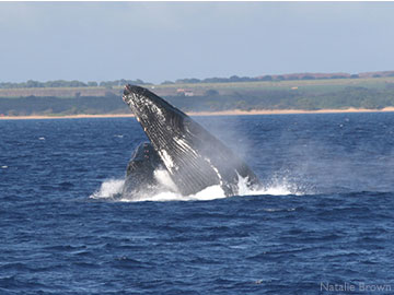 whales Maui